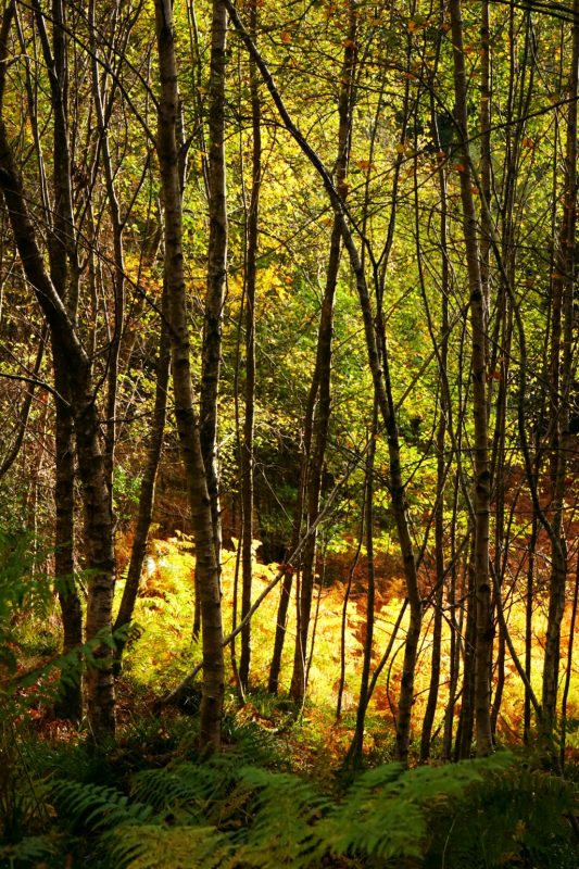 birch-stand-avonmore-way-wicklow-ireland-autumn