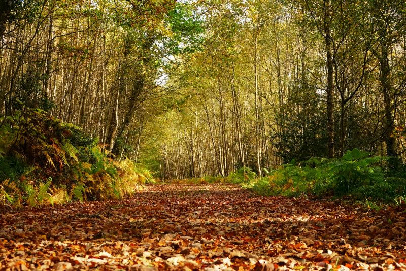forest-trail-clara-vale-autumn-leaves-wicklow-ireland