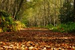 forest-trail-autumn-leaves-clara-vale-wicklow-ireland