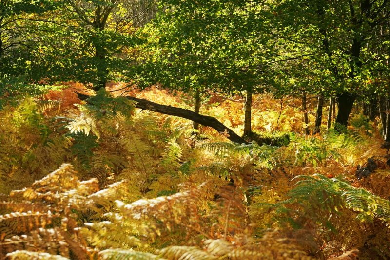 golden-fern-leaves-autumn-clara-vale-wicklow-ireland