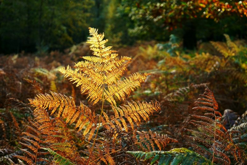 fern-leaf-golden-autumn-colours