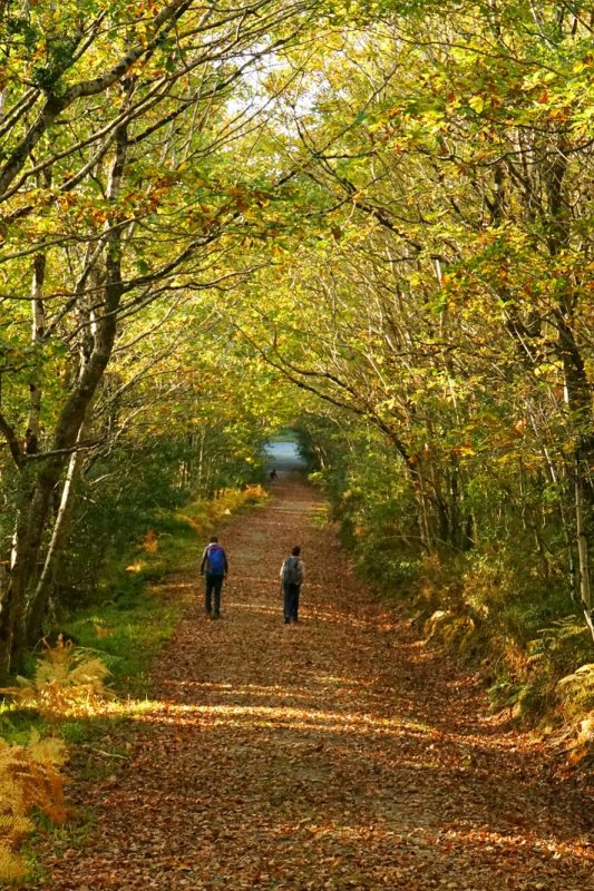 two-boys-forest-trail-autumn-leaves-tunnel-trees-clara-vale-wicklow-ireland