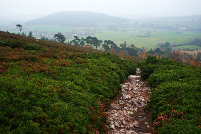 mist-path-trees-little-sugar-loaf-wicklow-ireland