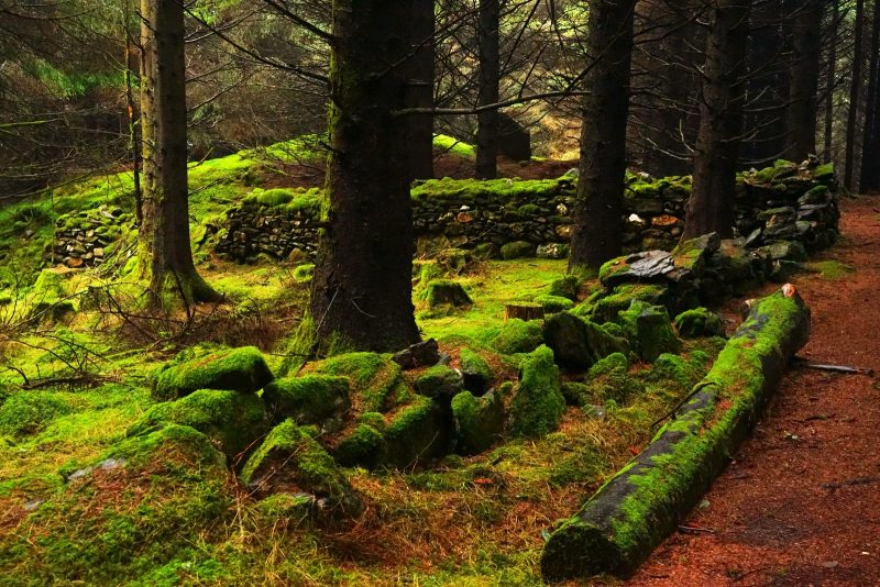 coniferous-plantation-forest-sitka-spruce-wicklow-ireland