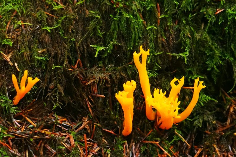 stagshorn-fungi-orange-mushroom-wicklow-ireland