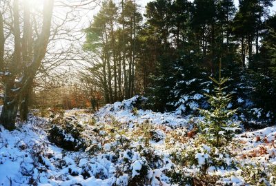 winter-wonderland-snow-forest-wicklow-ireland