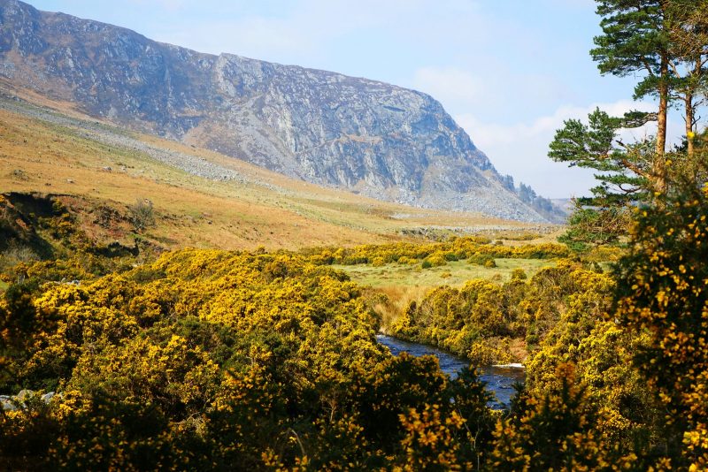 luggala-estate-valley-cliffs-cloghoge-river-gorse-flowers-wicklow-ireland