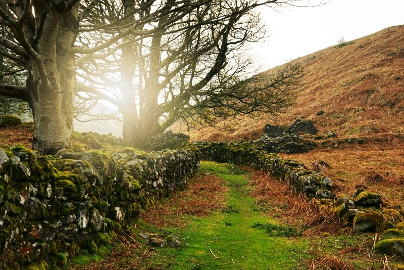 path-stone-walls-sunshine-tree-wicklow-ireland