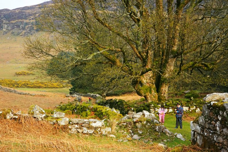 two-children-huge-tree-stone-walls-wicklow-ireland
