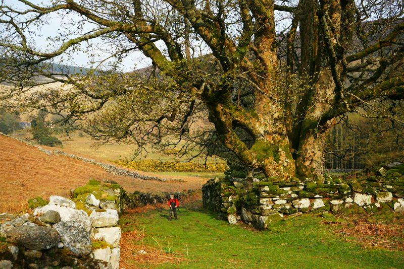boy-huge-tree-stone-walls-wicklow-ireland