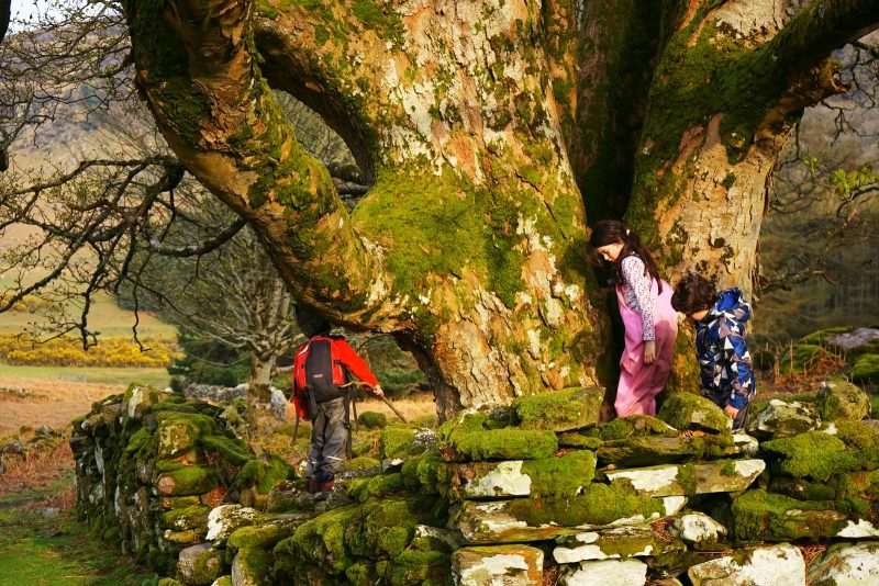 three-children-huge-tree-outdoor-fun-wicklow-ireland