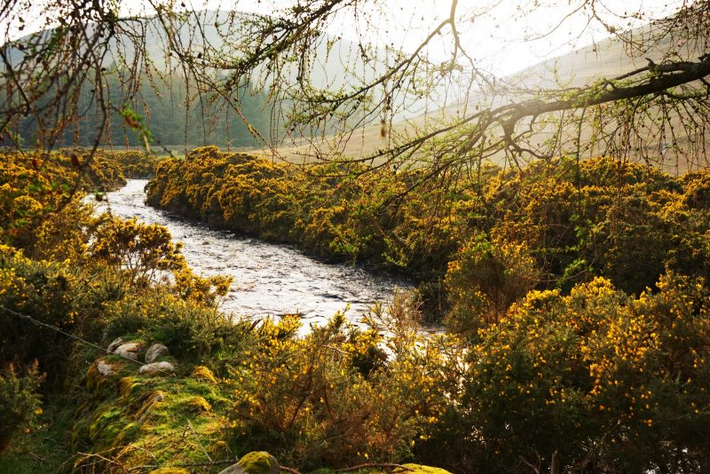 cloghoge-river-luggala-estate-gorse-flowers-sunglow-wicklow-ireland