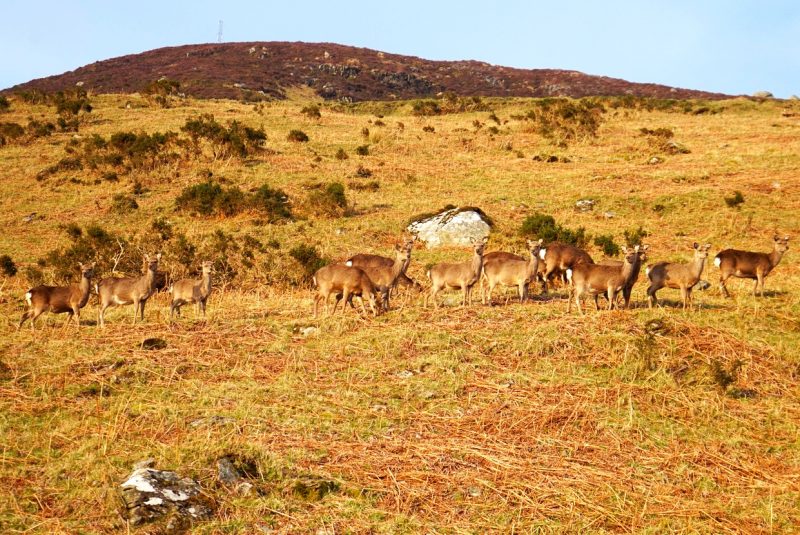 wild-deer-herd-luggala-estate-wicklow-ireland