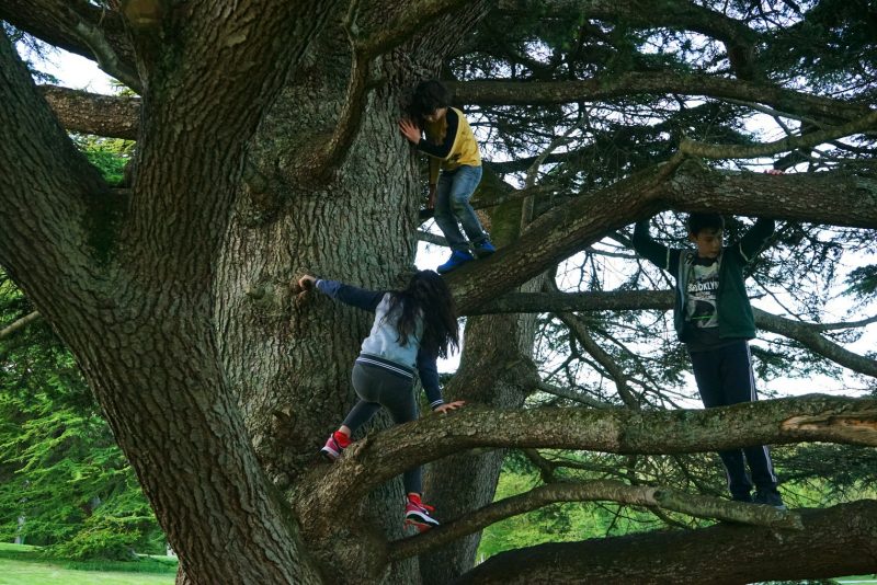 three-children-tree-climbing