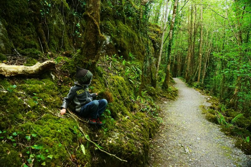 walking-trail-child-forest