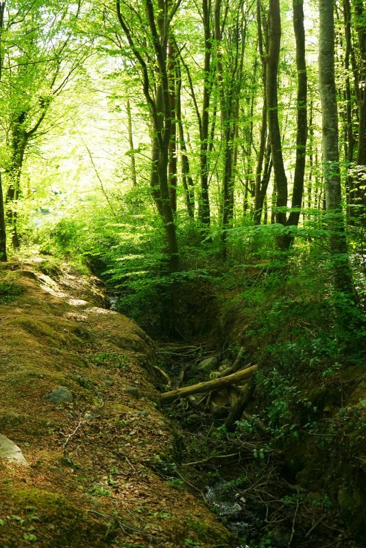 stream-path-forest-sunlight
