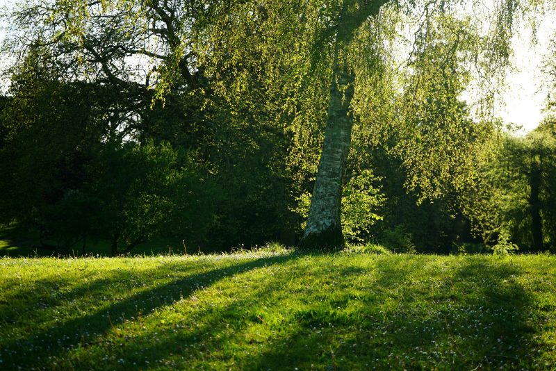 arboretum-tree-low-sunlight