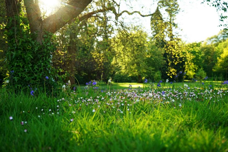 arboretum-sunlight-daisies-bluebells