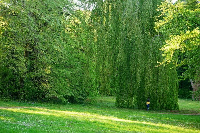 weeping-willow-arboretum