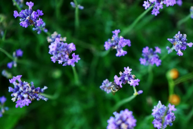lavender-flowers-bee-pollinator