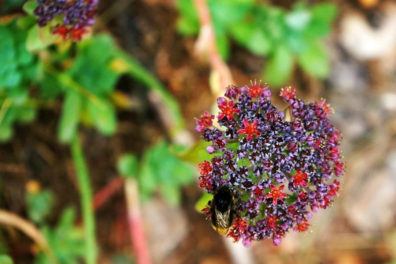 bee-pollinator-abeille-red-black-flower