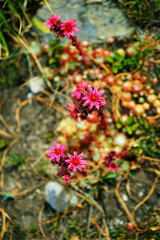 red-houseleek-flowers-joubarbe-des-alpes-sempervivum