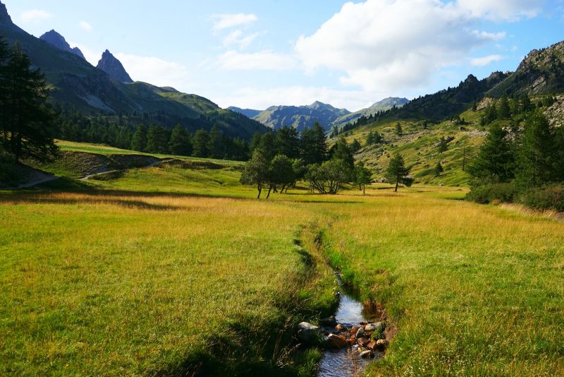 alpine-meadow-pâturage-alpin-ruisseau-du-moutet