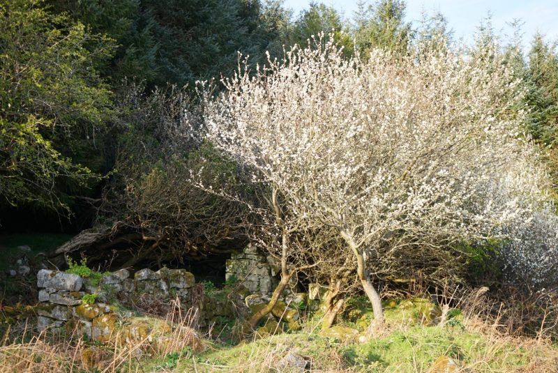 blackthorn-tree-ruins