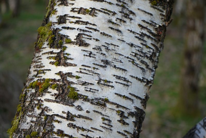 silver-birch-bark