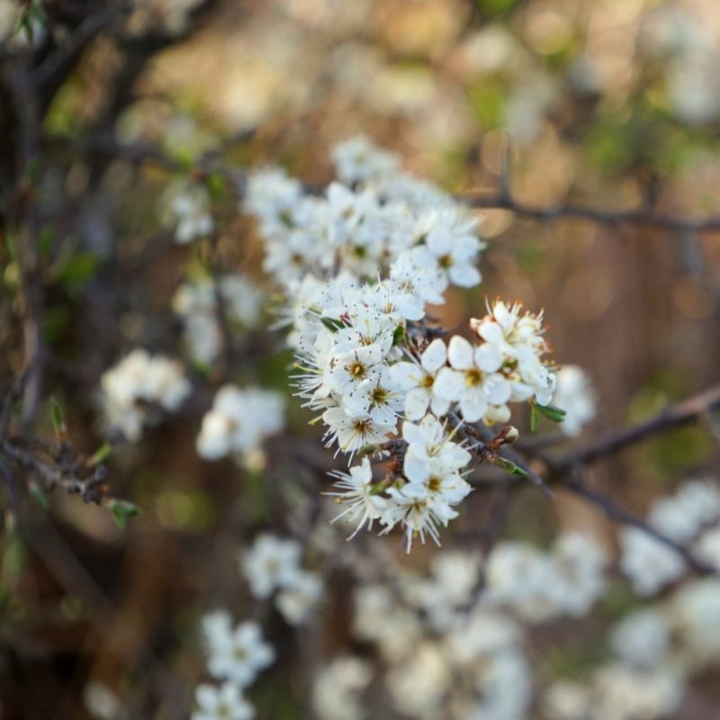 blackthorn-blossom