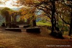 Octagon-Wicklow-autumn-leaves-Ireland